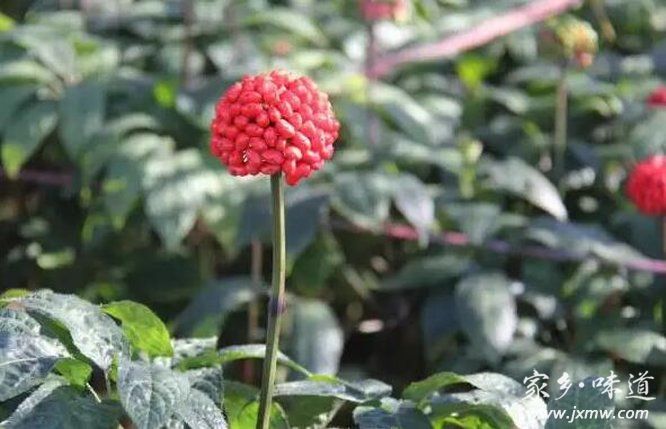 1667482550214796.jpg QQ截圖20221103203613.jpg