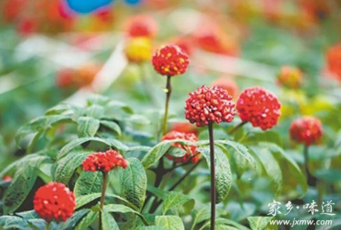 1667482569775377.jpg QQ截圖20221103213511.jpg