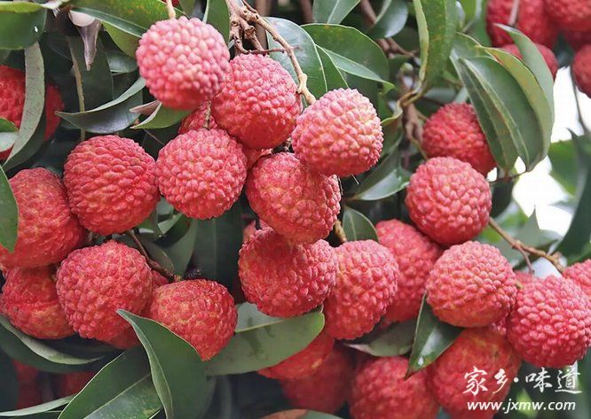 荔枝