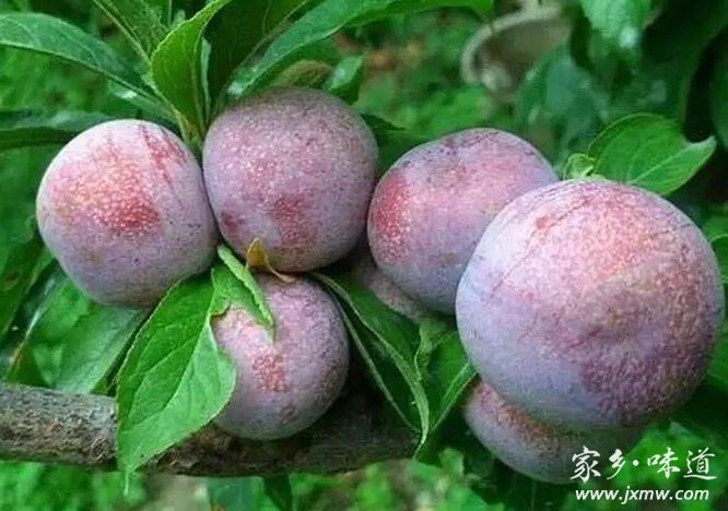 三華李