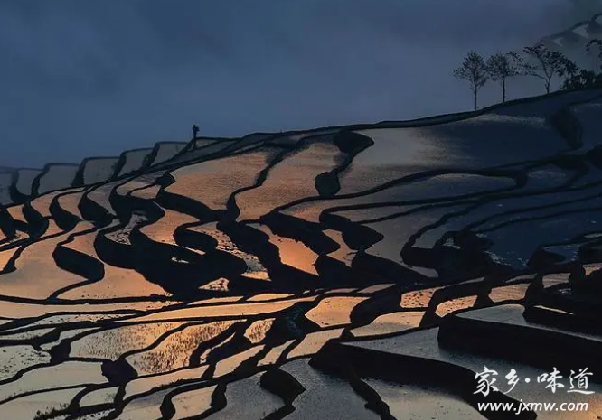 瑪玉茶